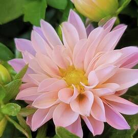 Baby Pink Dahlia by Charlotte Gray