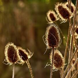 Backlit Teasel by Neil R Finlay