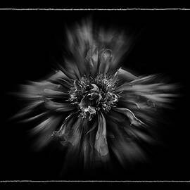 Backyard Flowers In Black And White 49 Flow Version with Border by Brian Carson
