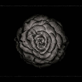 Backyard Flowers In Black And White 85 with Border by Brian Carson