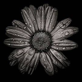 Backyard Flowers In Black And White No 78 by Brian Carson
