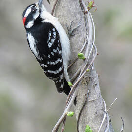 Backyard Visitor - Downy Woodpecker by Rebecca Grzenda