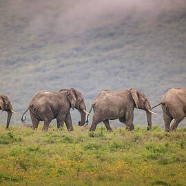 Bad Boys of the Serengeti by Joan Carroll