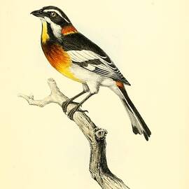 Bahama Finch, Spindalis Zena by World Art Collective