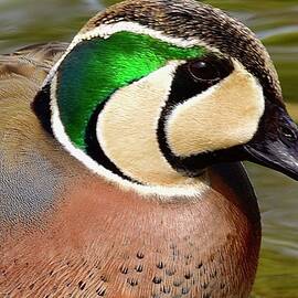 Baikal Teal Closeup  by Neil R Finlay