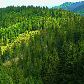 Baisorii Mountain , photo from Transylvania mountains forest  by Ana Naturist