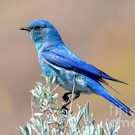 Balancing Bluebird by Michael Dawson