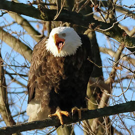 Bald Eagle 253, Indiana by Steve Gass