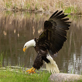 Bald Eagle   by Candice White