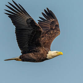 Bald Eagle Flight #12 by Morris Finkelstein