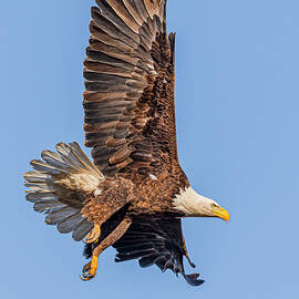 Bald Eagle Flight #17 by Morris Finkelstein