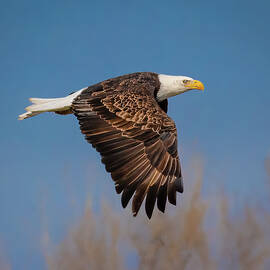Bald Eagle Flight by Morey Gers
