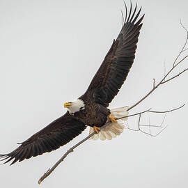 Bald Eagle in Flight II by Julie Barrick