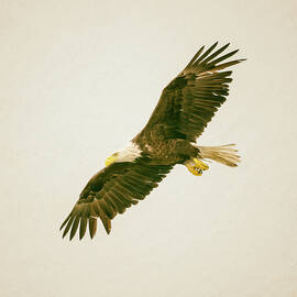 Bald Eagle in Flight Seward Alaska by Joan Carroll