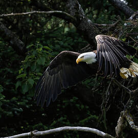 Eagle Taking Flight by Barbara Sophia Photography