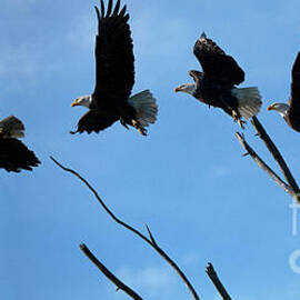 Bald Eagle Lift Off by Bob Christopher