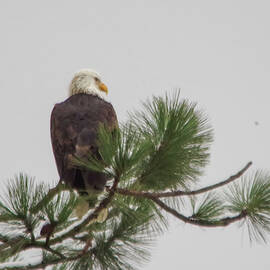 Bald eagle on a think pine branch by Jeff Swan