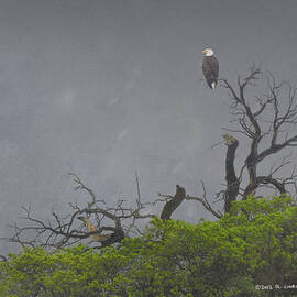 Bald Eagle On Distant Tree by R christopher Vest