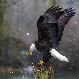 Bald Eagle Perch by Wes and Dotty Weber