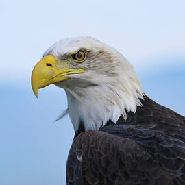 Bald Eagle Portrait by Marlin and Laura Hum