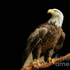Bald Eagle Portrait On Black  by Mitch Shindelbower