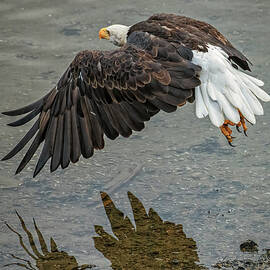 Bald Eagle Searching for Scraps by Robert J Wagner