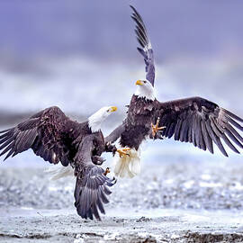 Bald Eagles Fighting over Breakfast by Judi Dressler