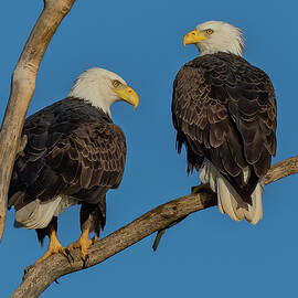 Bald Eagles on a branch by William Krumpelman