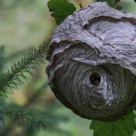 Baldfaced Hornets peek out from nest by Nancy Gleason