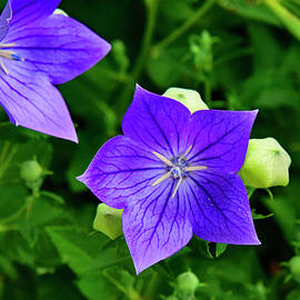 Balloon Flowers Two by Robert Tubesing