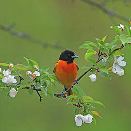 Baltimore Oriole And The Blossoms by Debbie Oppermann