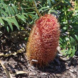 Banksia blechnifolia by Lesley Evered