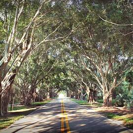 Banyan Trees in Florida by Slawek Aniol