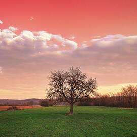 Bare tree in the field beneath the red sky by Dejan Travica