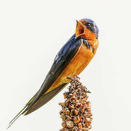 Barn Swallow Perched #3 by Morris Finkelstein