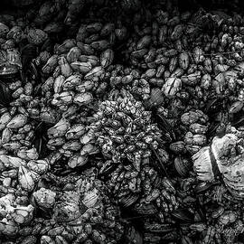 Barnacle 196 BW by Aaron Whitney