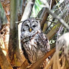 Barred Owl at Green Cay Wetlands Boynton Beach Florida