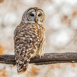 Barred Owl In Winter by Morris Finkelstein