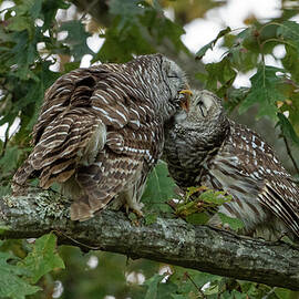 Barred Owl Love