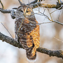 Barred Owl Perched #5 by Morris Finkelstein