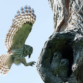 Feeding Time - Female Barred owl by Puttaswamy Ravishankar