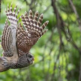 Barred owl with its wings spread by Puttaswamy Ravishankar