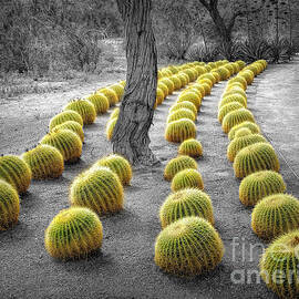 Barrel Cacti All In A Row by Mike Nellums