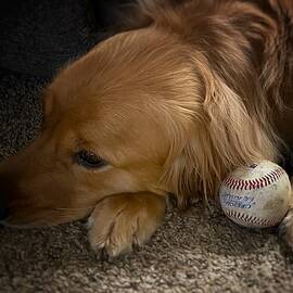 Baseball  by Gregory A Mitchell Photography