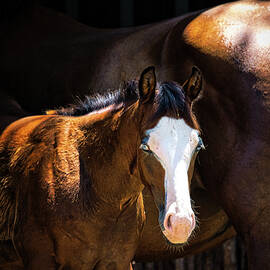 Bay Colt