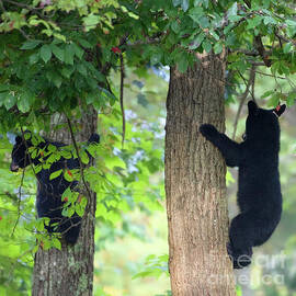 Bear Cubs by Rehna George