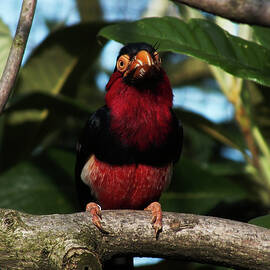 Bearded Barbet Perching by James Dower