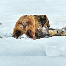 Bears Playing in The Snow by Michael R Anderson