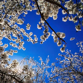 Beautiful Backlit of Almond Blossom, Bakersfield, CA