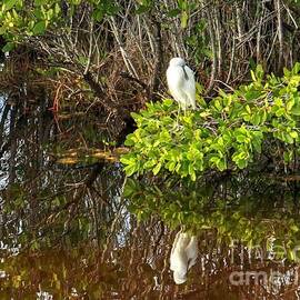 Beautiful bird water reflection by Charlene Cox